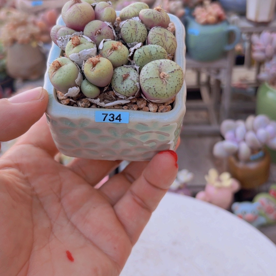 山***8一物一拍编号734 