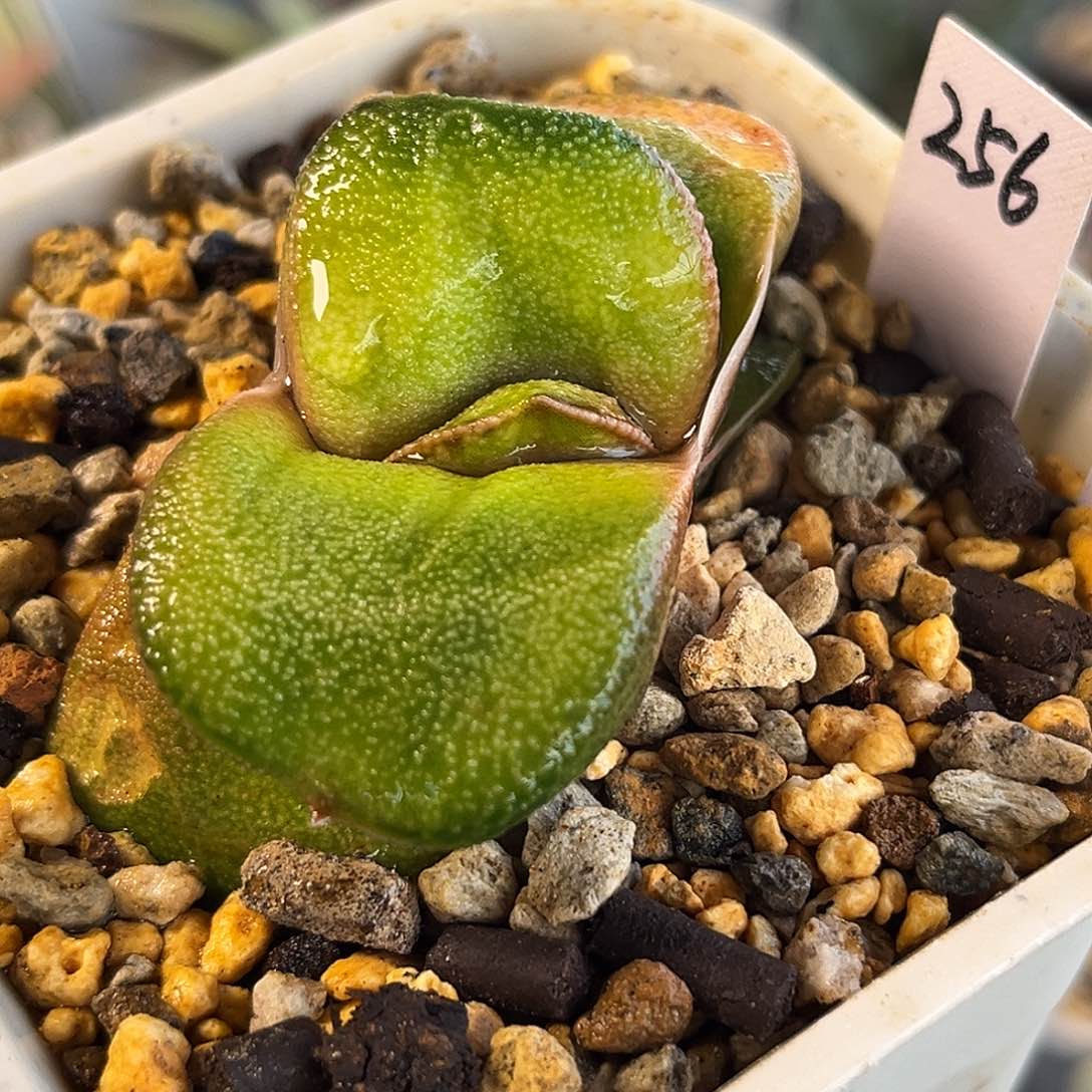 256脱土发货1111111