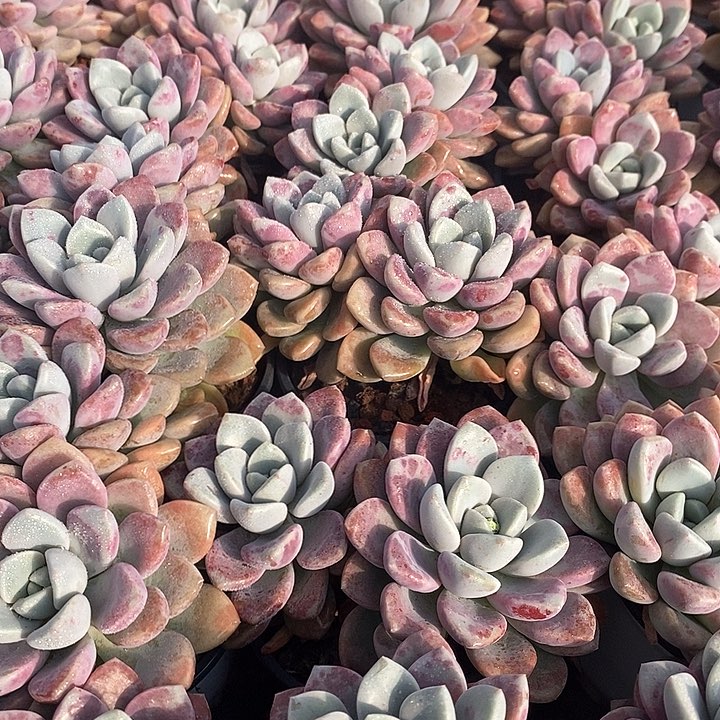 130花瓣露双头 福利多多