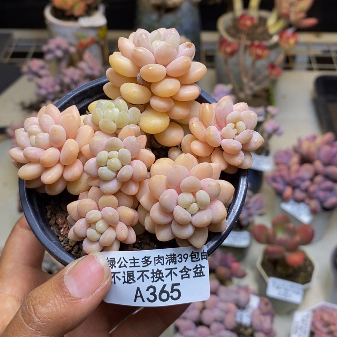 365洛可可多肉7c m