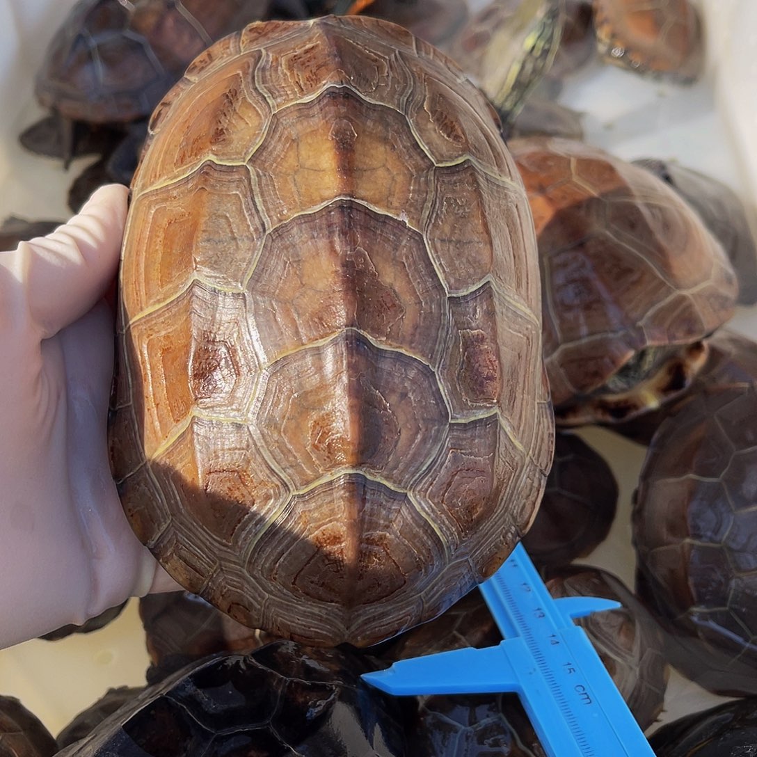 小***哥中华草龟公母搭配