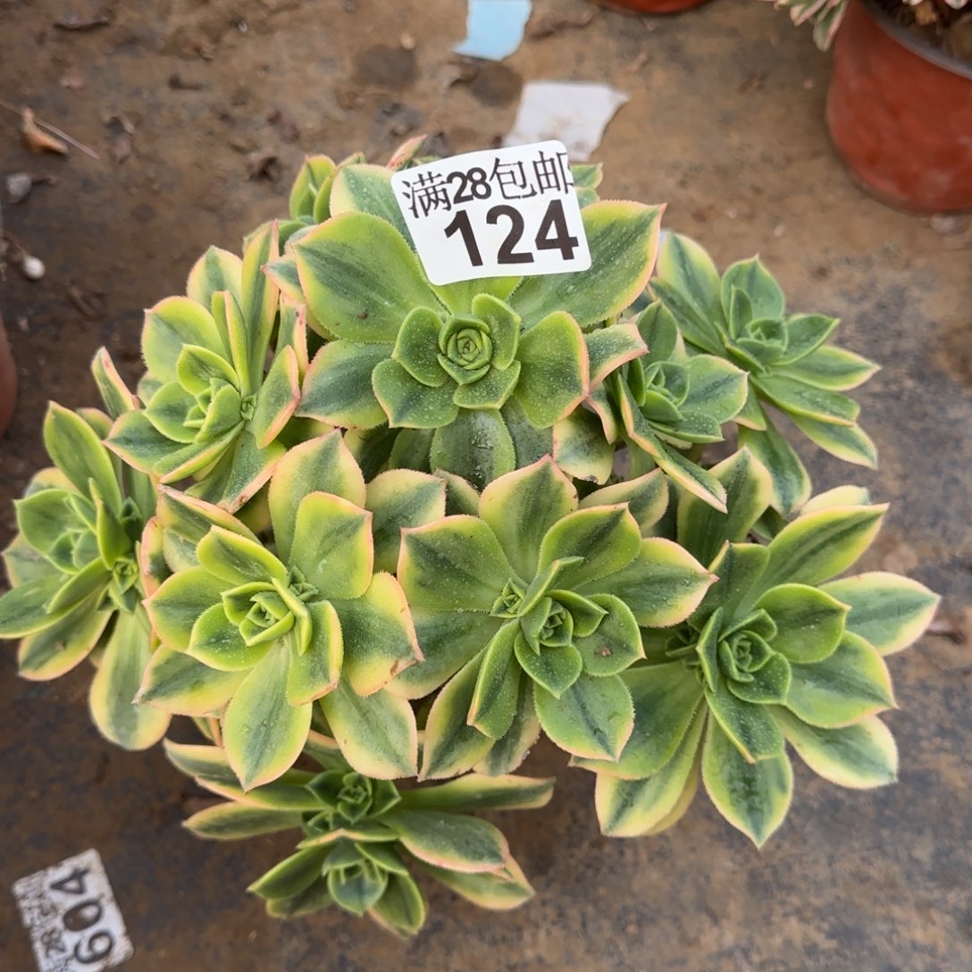 星爆多肉124满28包邮断枝不包