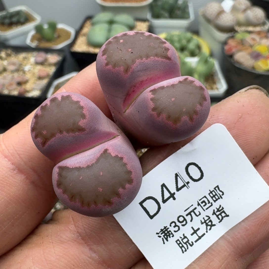 440多肉哈哈哈哈哈哈哈