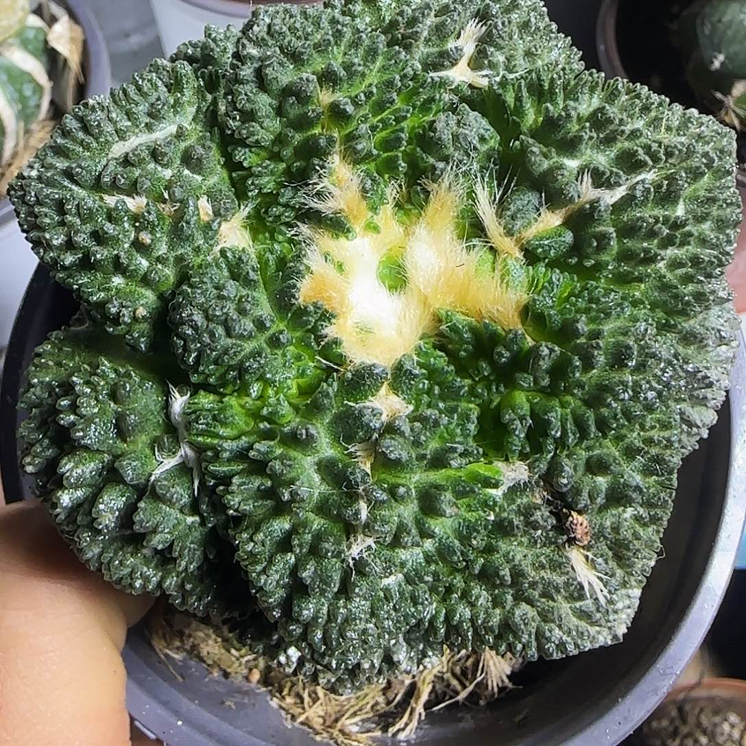 哥斯拉920仙人球开花