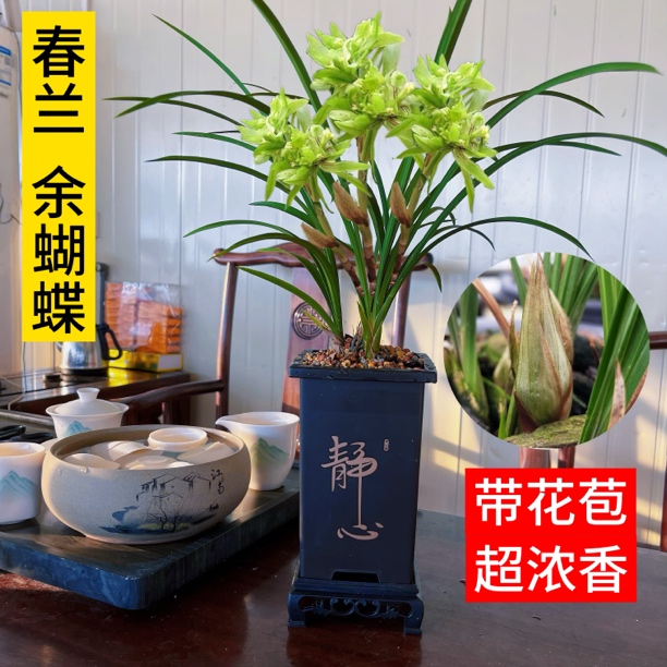 春兰老种奇花余蝴蝶浓香奇花当年开花兰花室内绿植花卉盆栽铭品