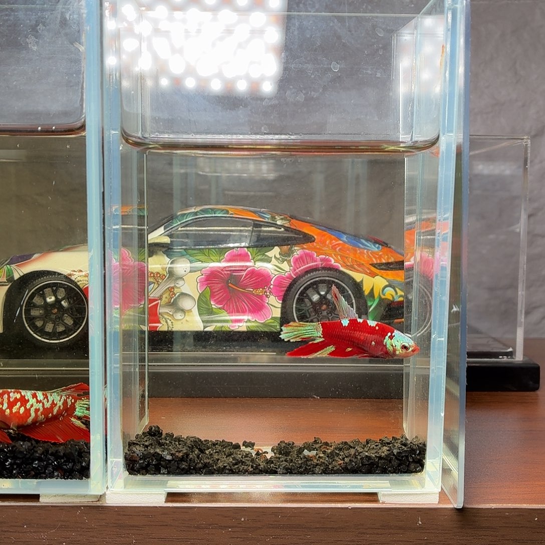 斗鱼彩金半月母鱼