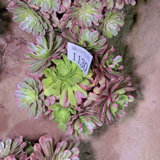 1130花脸粉黛多肉植物