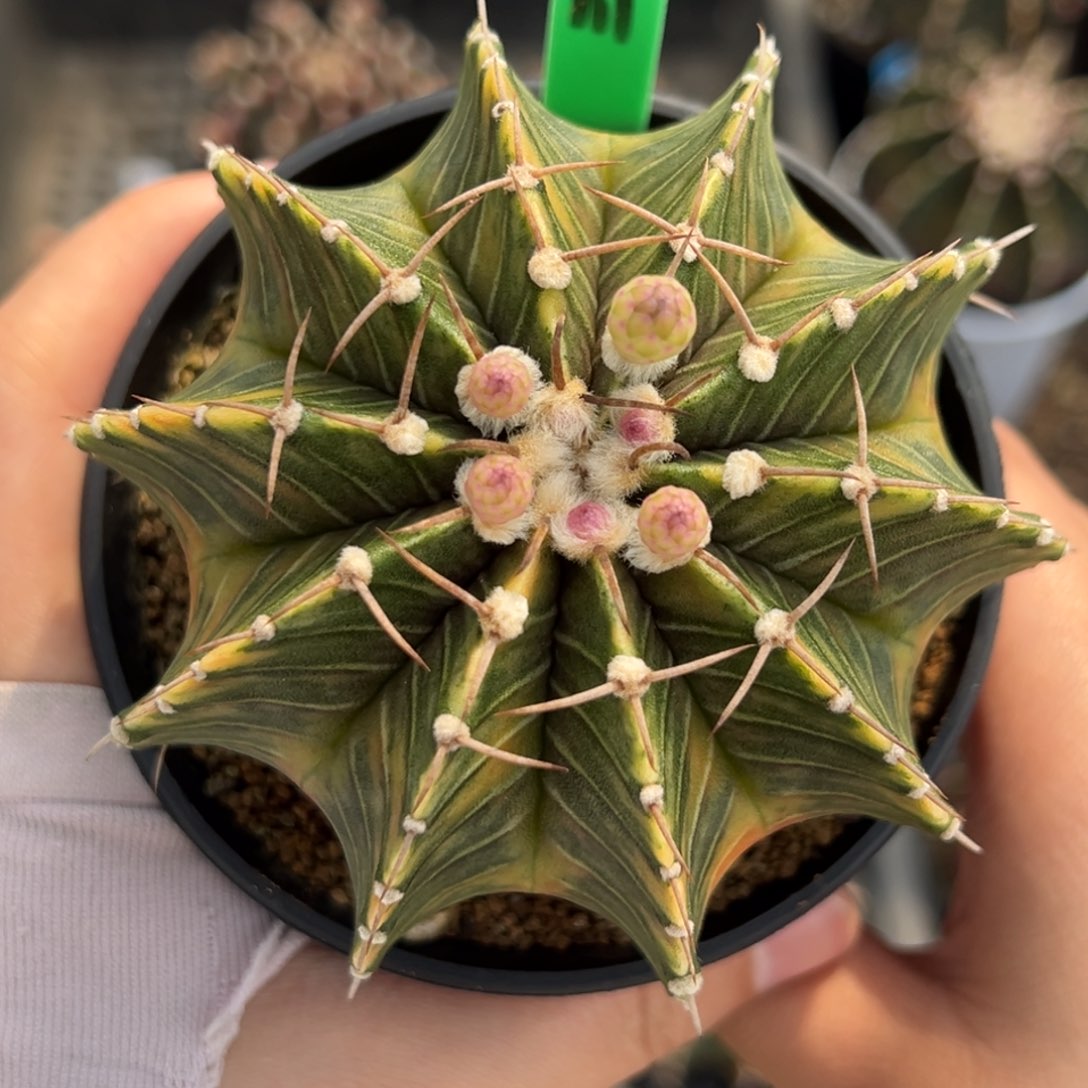 泰系实生肋骨锦H111