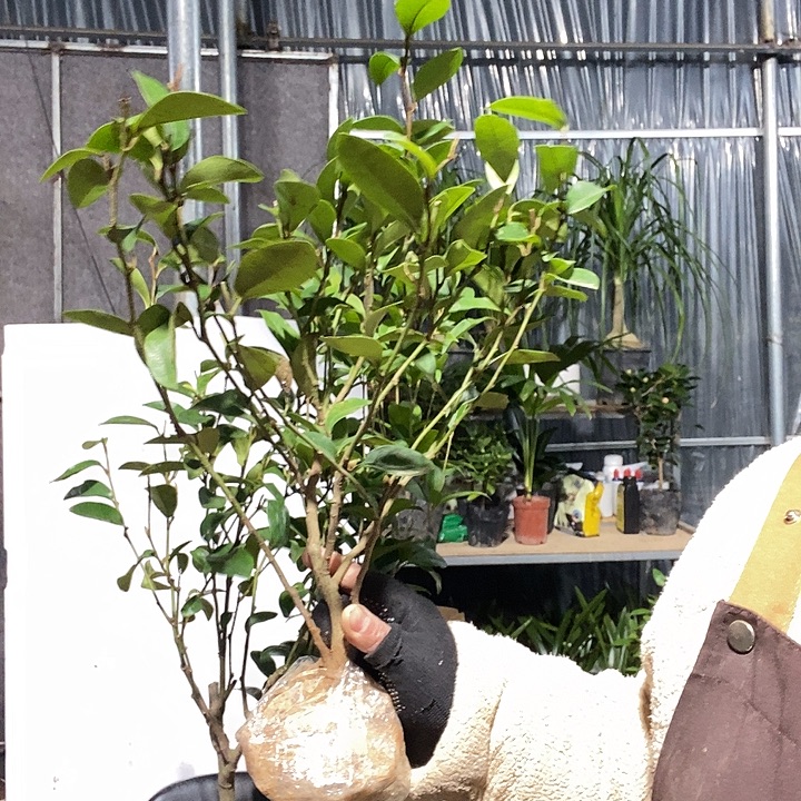 完全开放1棵桂花，2棵含笑，冻坏不赔19的