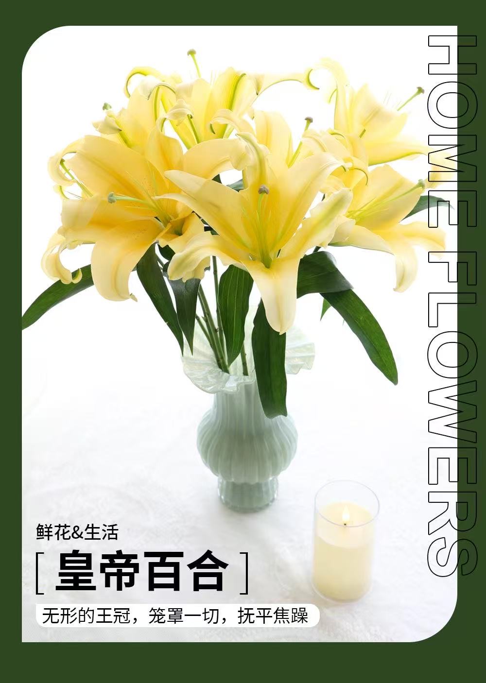 卓拉鲜花-黄天霸香水百合芳香四溢水生鲜切花
