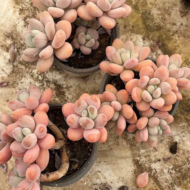 香水洛神老桩群生