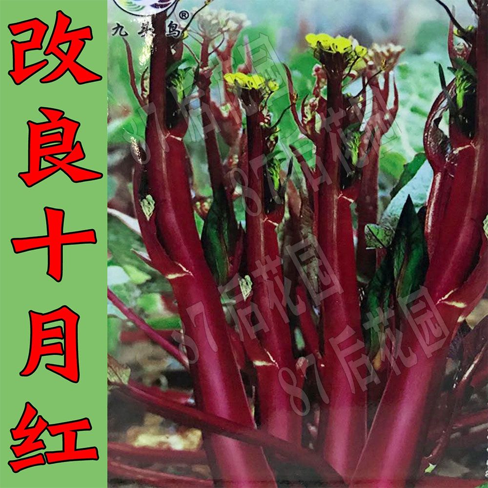 十月红菜苔红梗菜苗红彤彤菜苔早熟高产蔬菜秧苗阳台庭院种植 