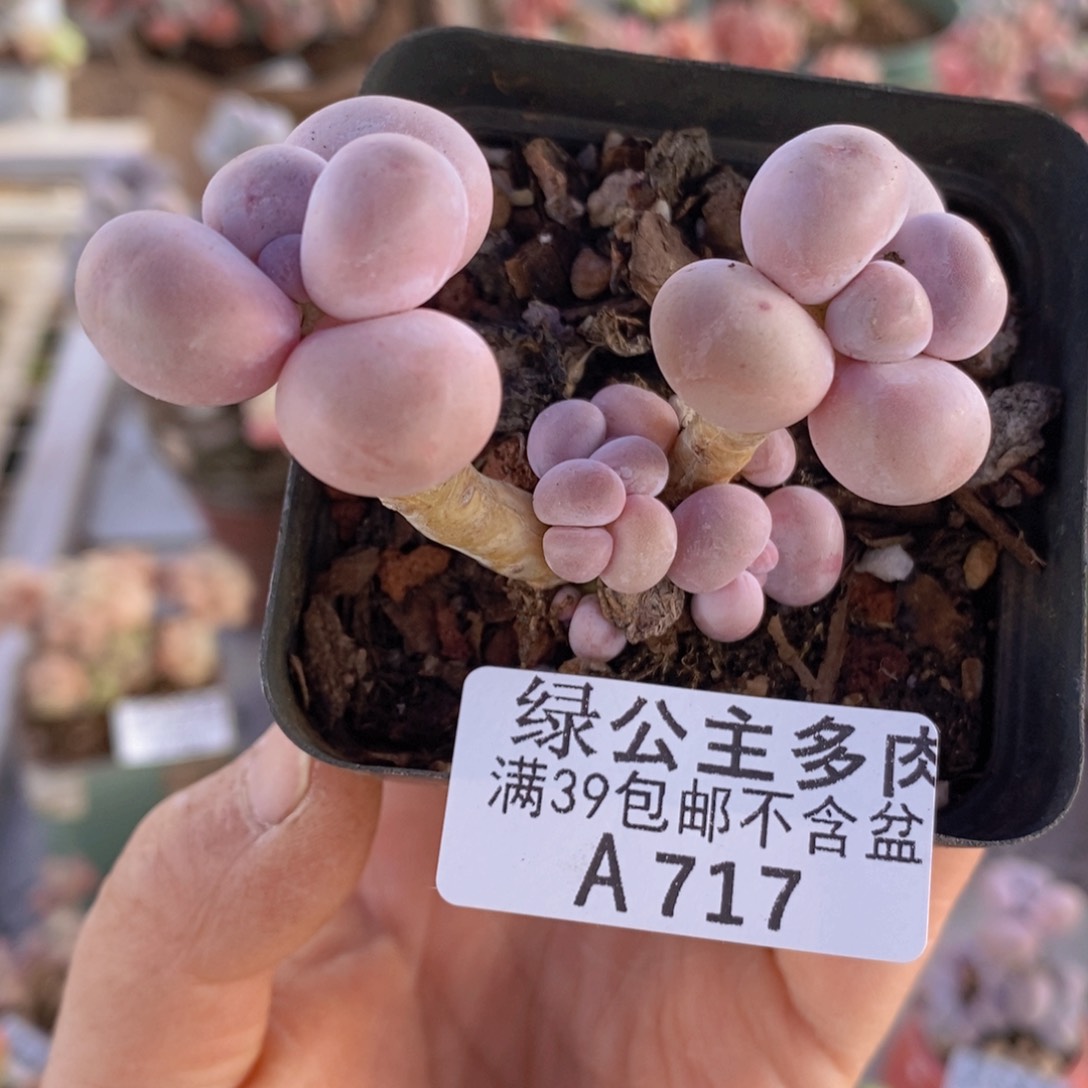 芭比奶洛6cm717多肉植物