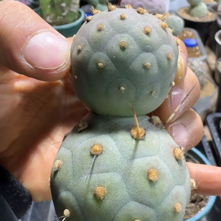 双头凸绒毛毛习志野