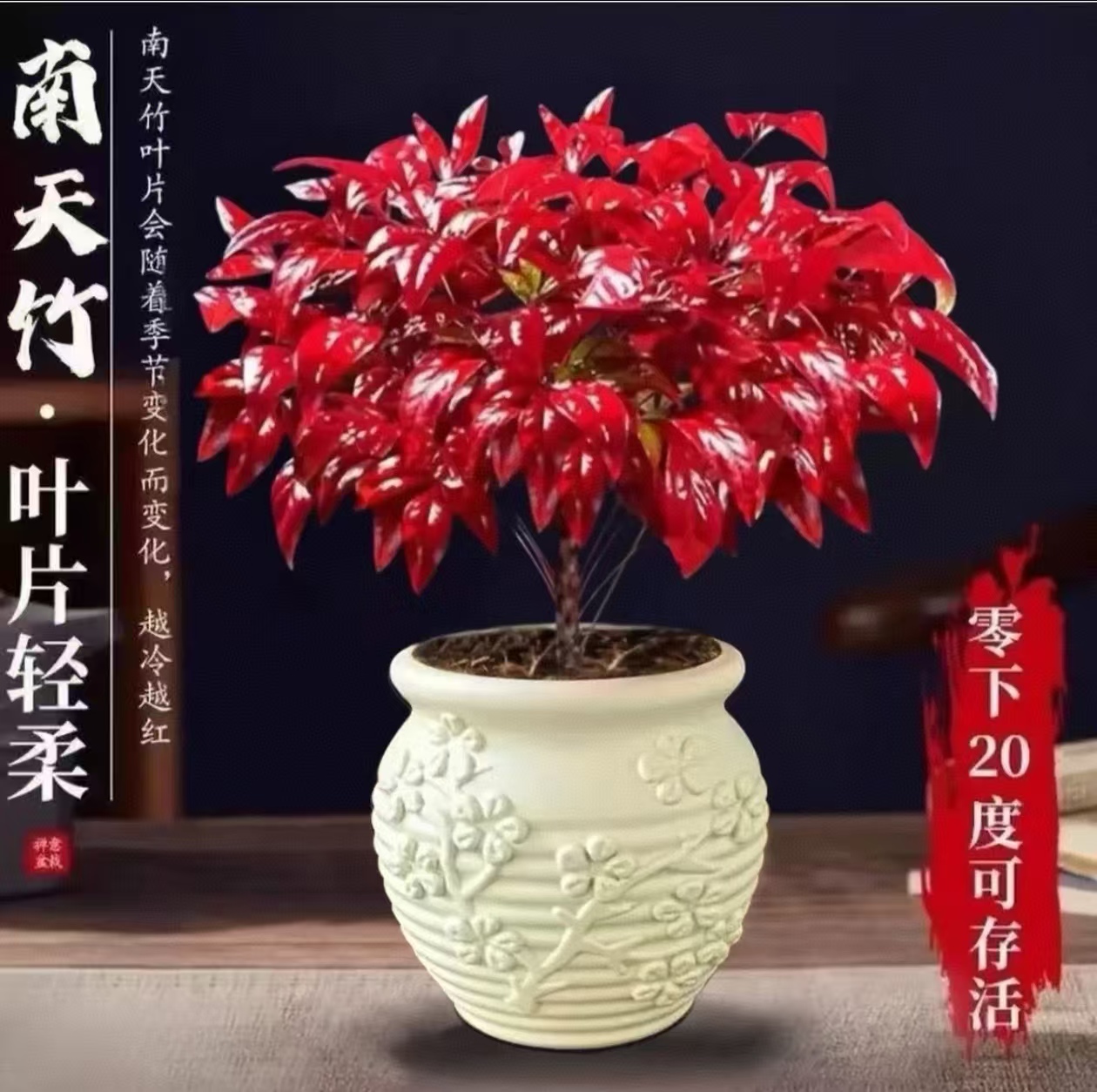 T带浮雕盆【越冷越红】火焰南天竹盆栽冬季耐寒室内外绿植