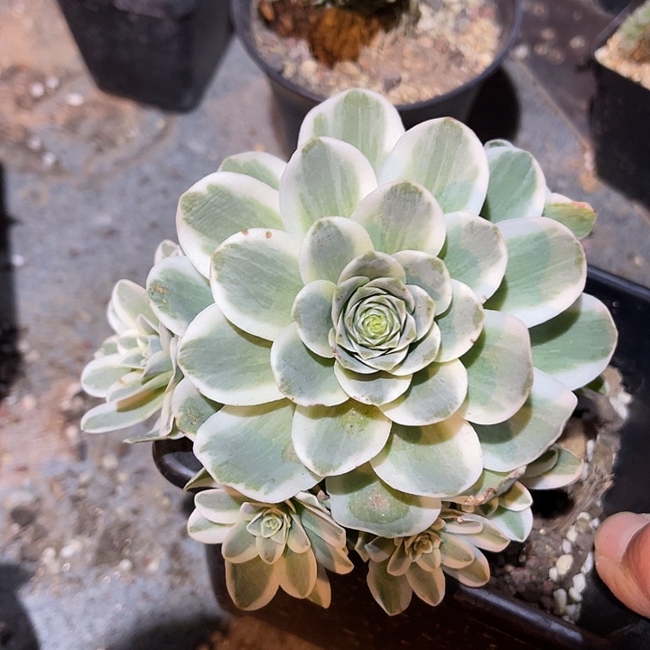 满38包邮2天凑单，脱土晾根发货多肉植物