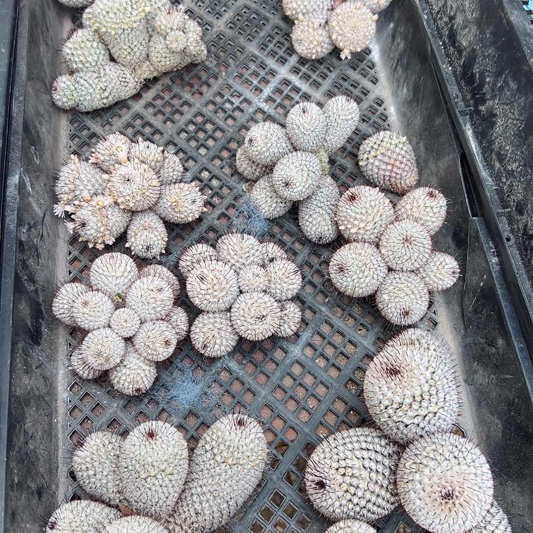 苗接无根直刺佩蕾8公分