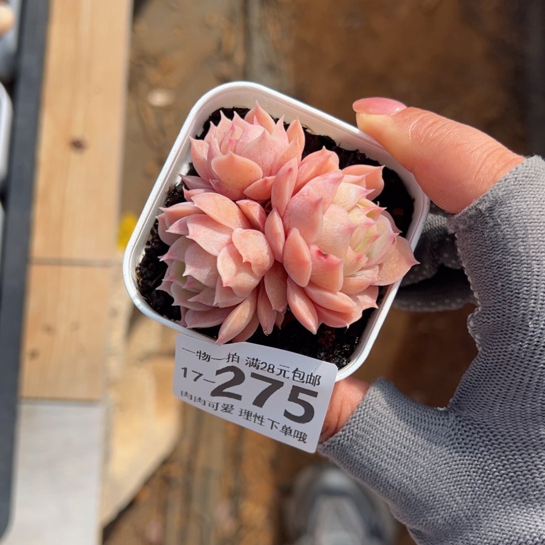 昂斯诺多肉多肉多肉