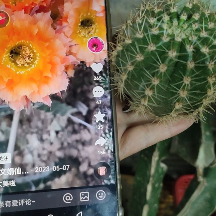 仙人球彩草069侧芽