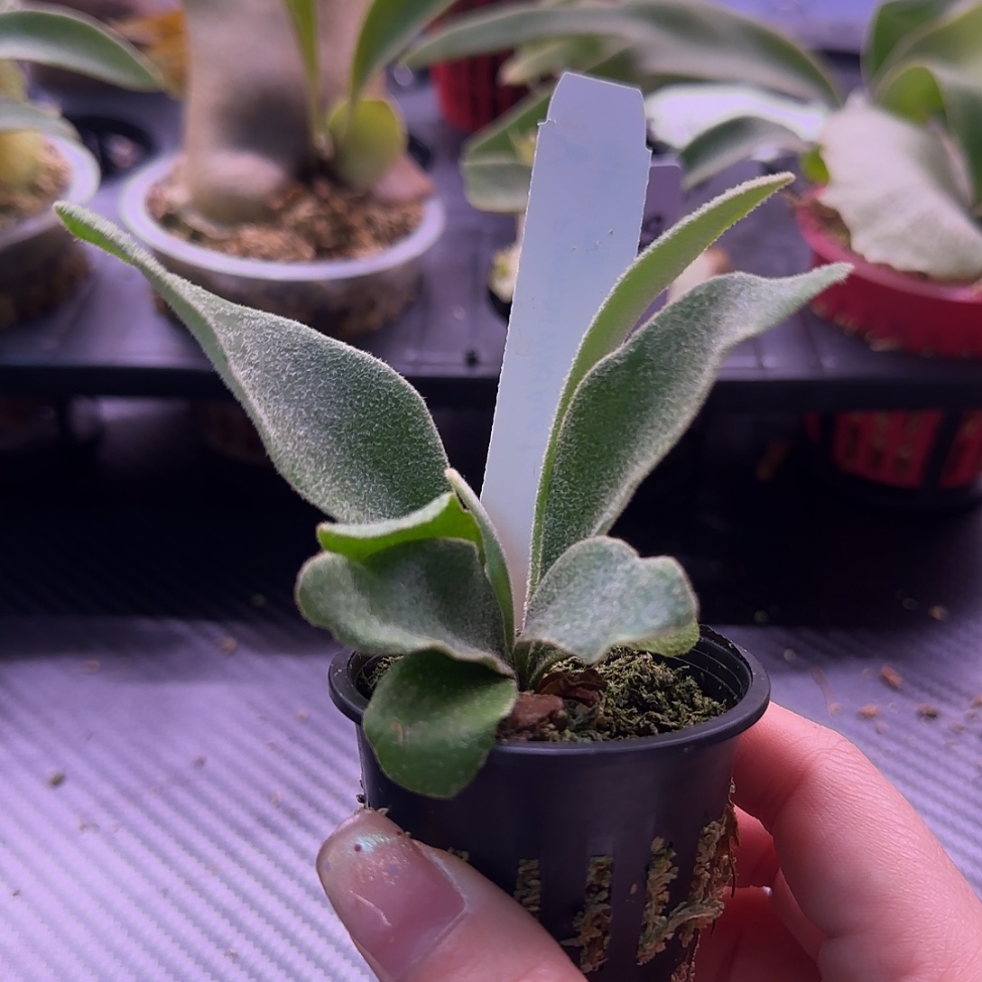 澳银鹿角蕨孢子苗