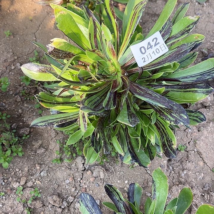 2.10-42水墨丹青多肉1