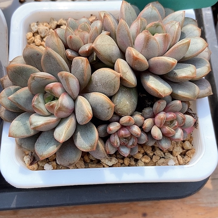 多肉植物葡萄1546