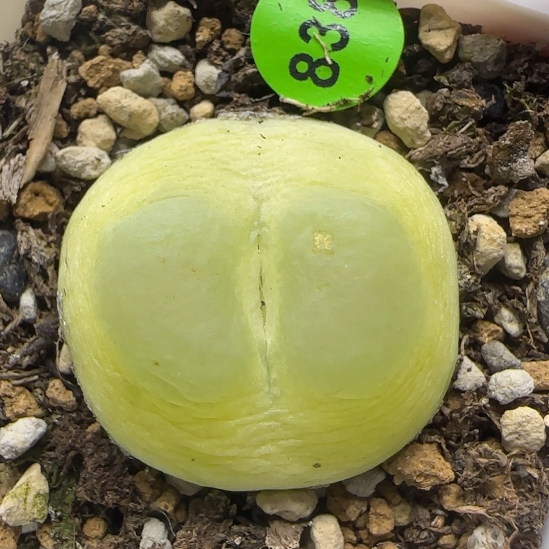 拉登漂亮多肉植物838