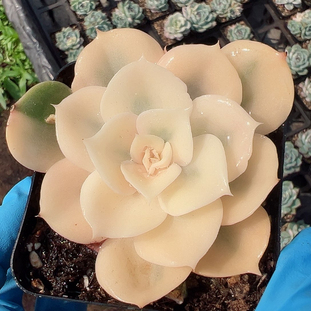 双子座锦，半覆轮锦