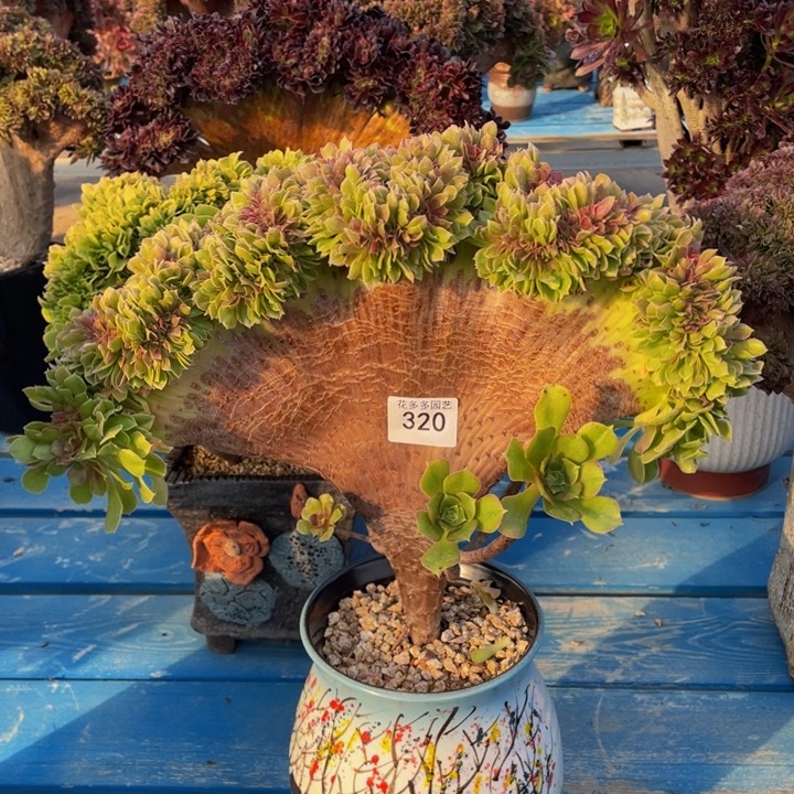 320号柠檬玫瑰缀化