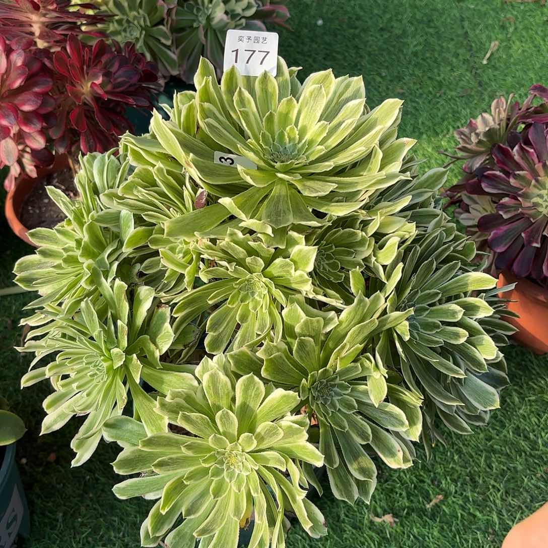 多肉法师碧浪177