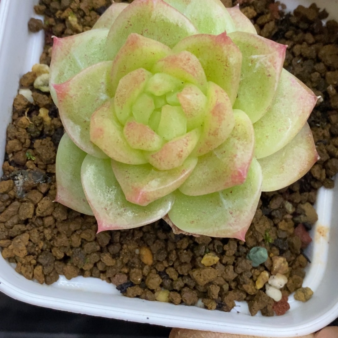 精品多肉一物一拍不包整296