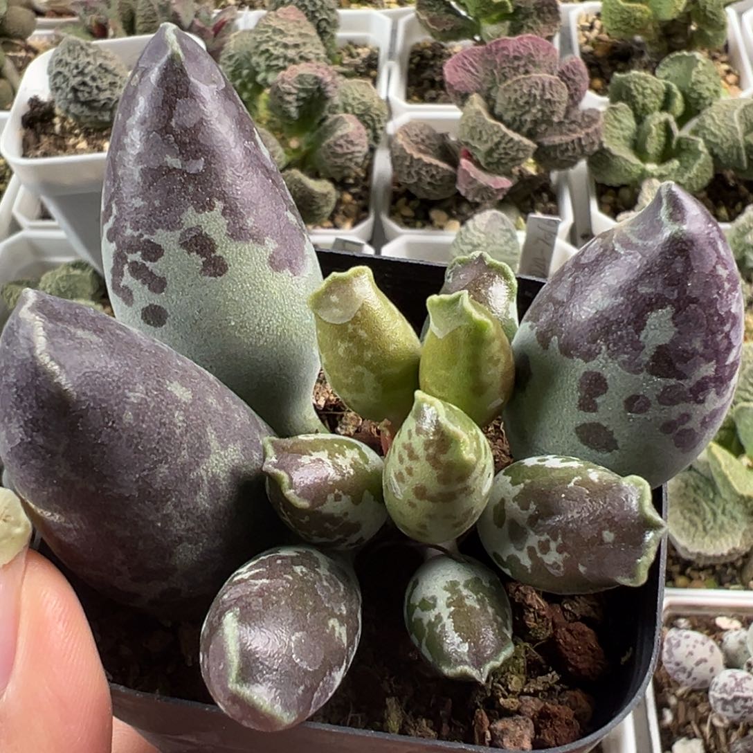 无敌肥牛海豹多肉植物