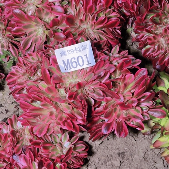 601粉女巫坠多肉植物