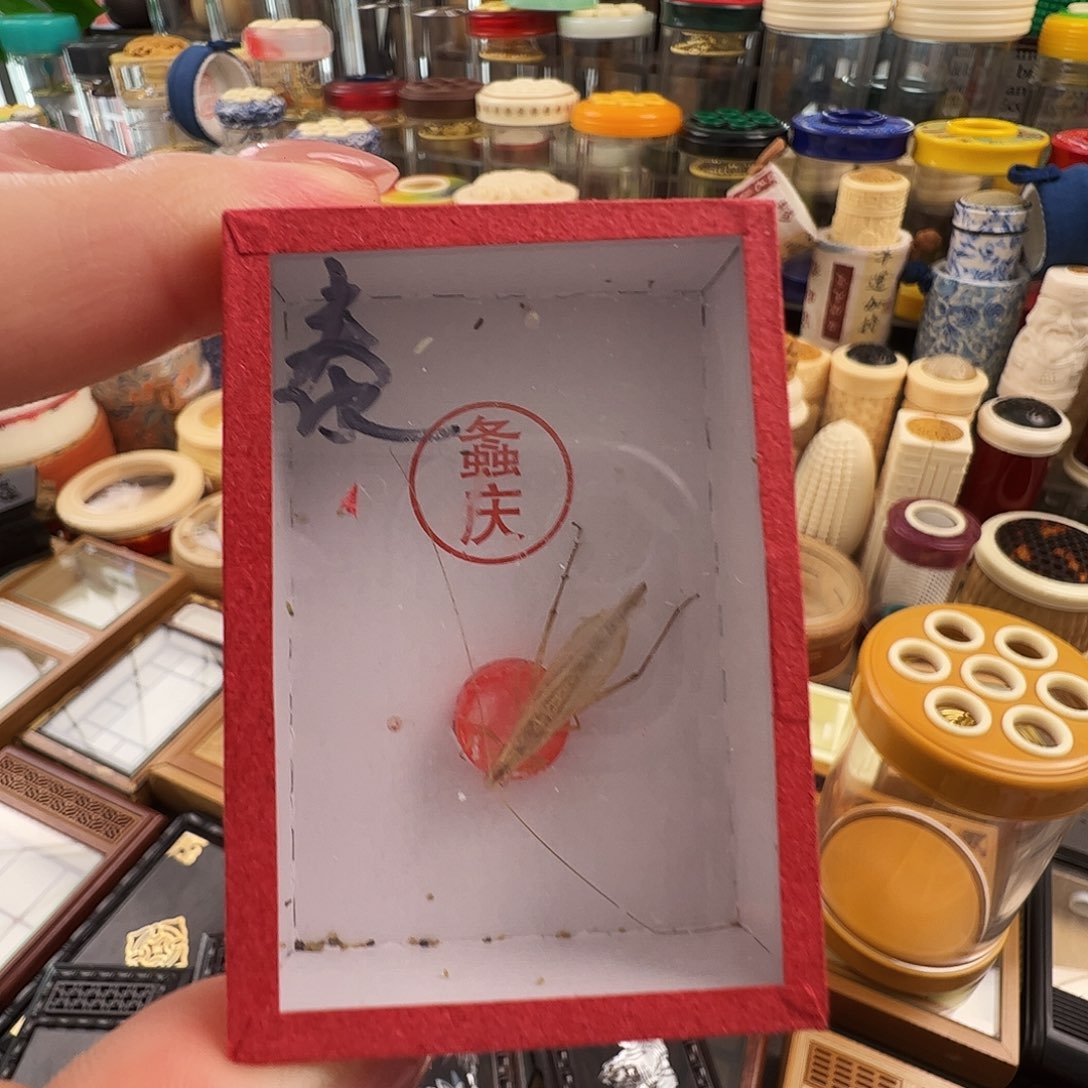 泰国竹蛉两个两只