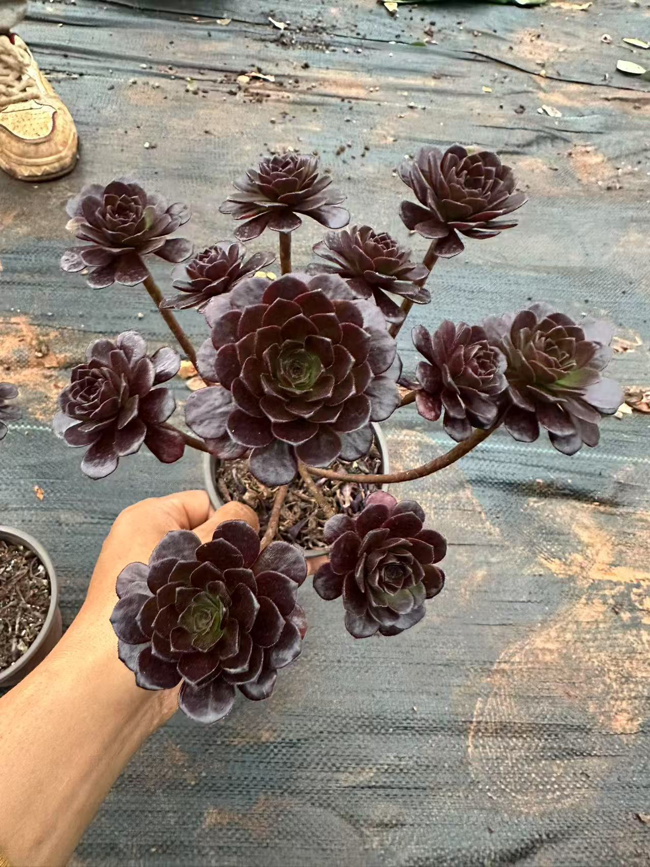 迷离红日精品多肉植物