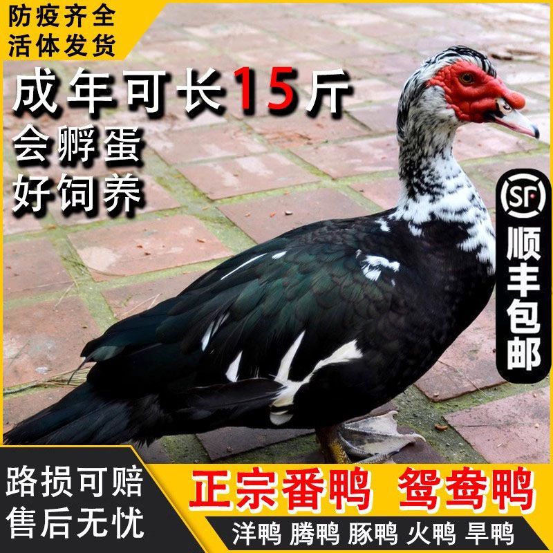 1斤左右发货大种红头番鸭火鸭宠物鸭鸳鸯鸭非洲雁活体顺丰发货