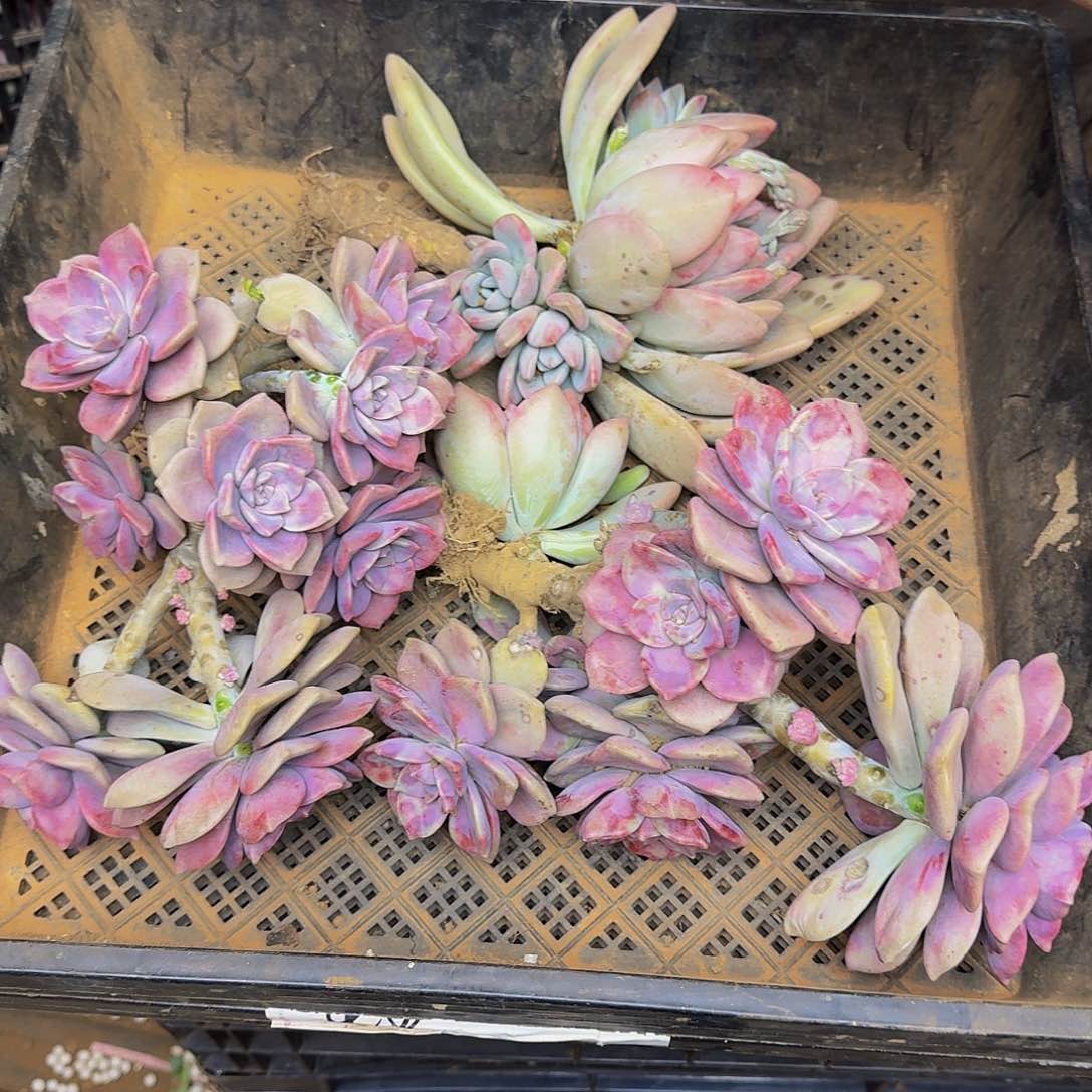 风多肉断枝 不包损2667