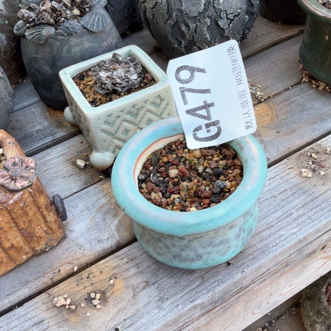 重庆小燕子欢迎大家479