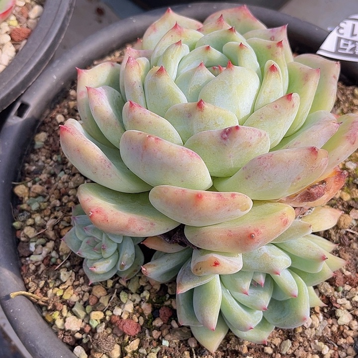 白拉糖2913多肉植物