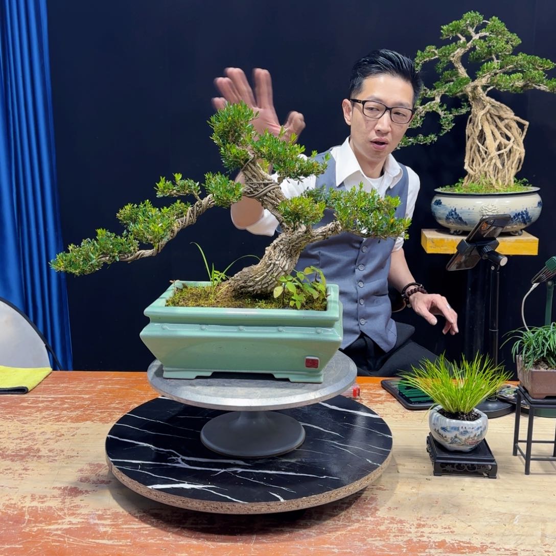 黄杨室内室外盆景艺术