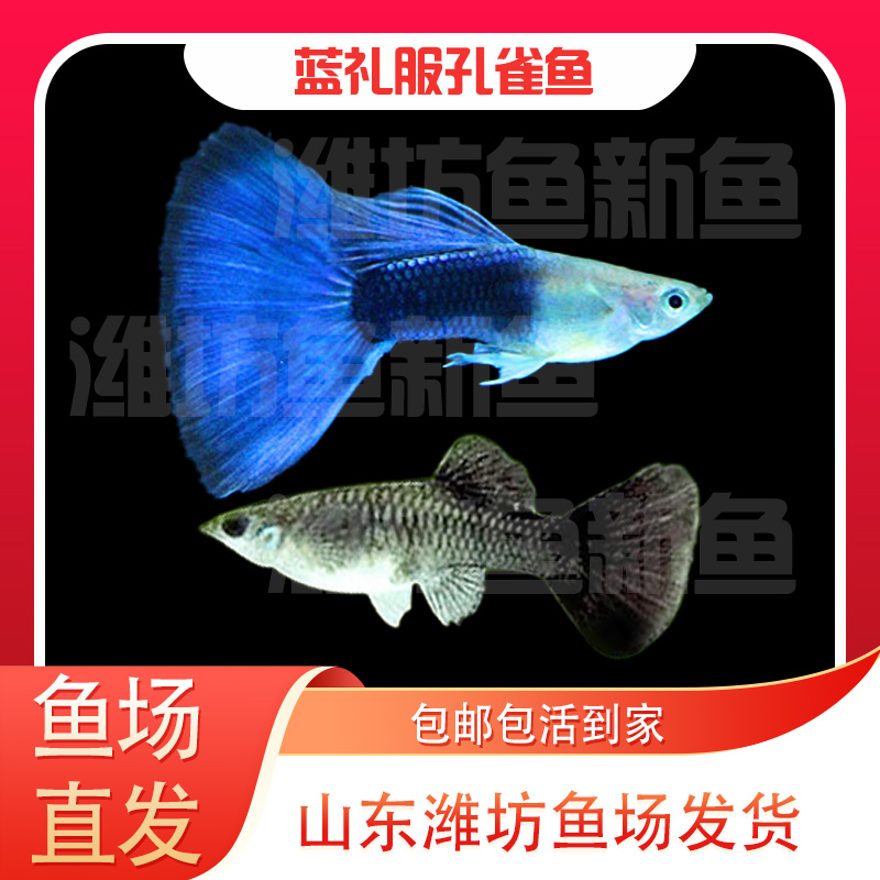   蓝礼服 孔雀鱼  