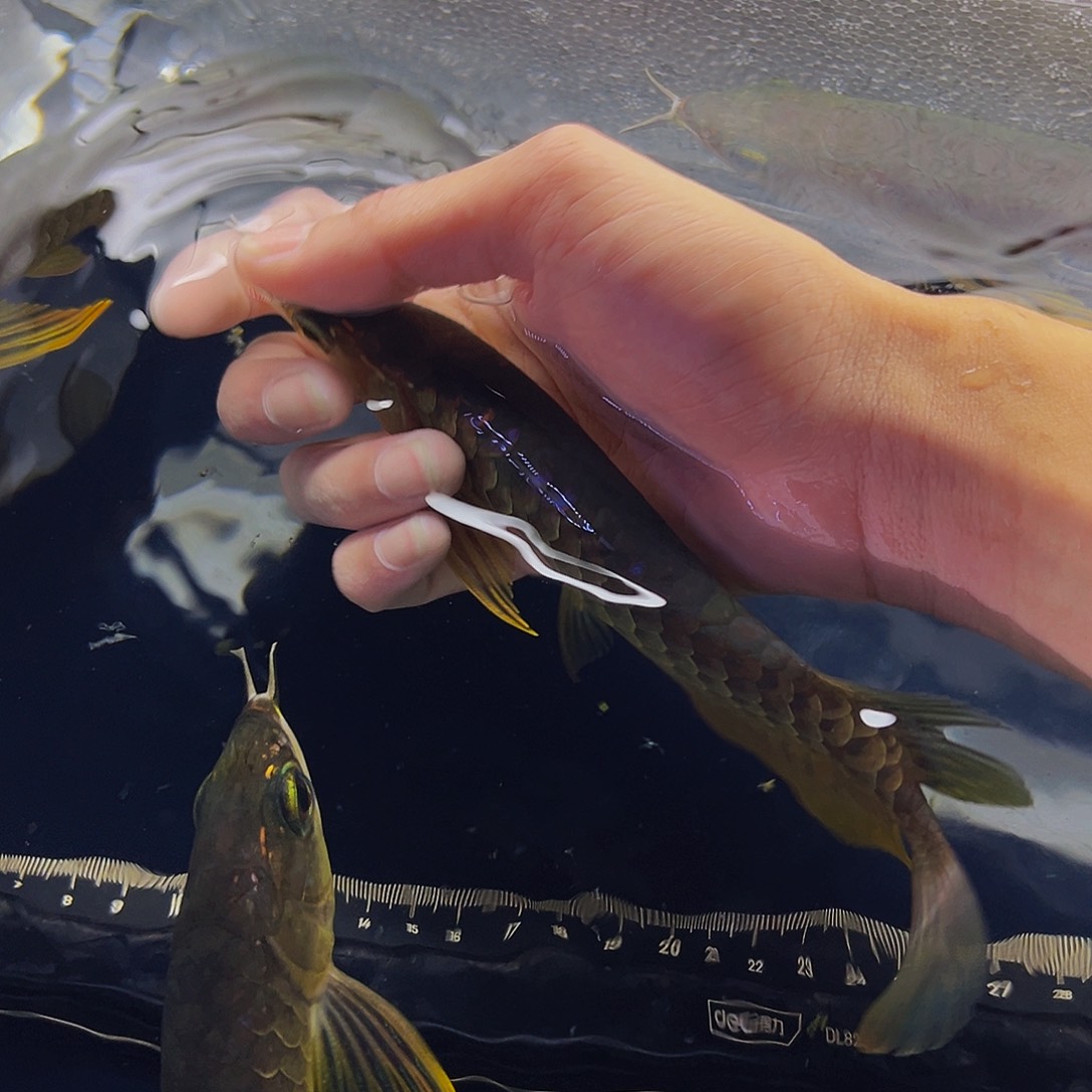 跟***随海水鱼观赏鱼热带鱼金龙鱼