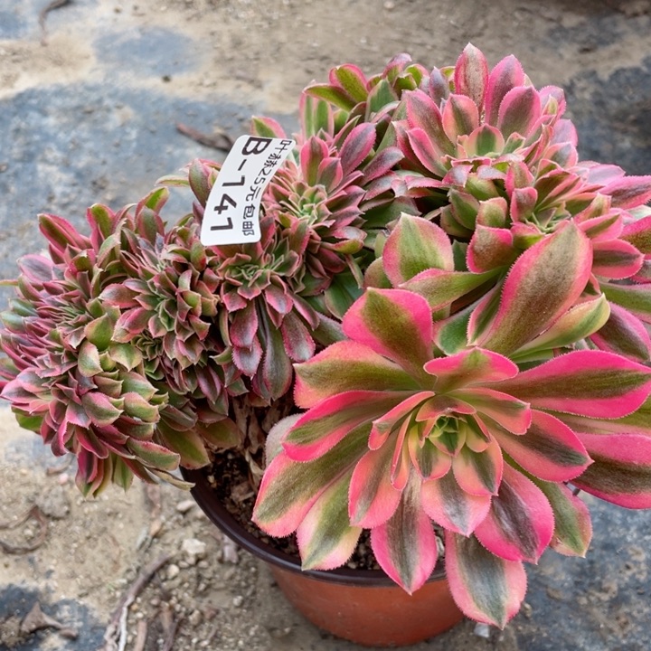 141红秀缀12345678