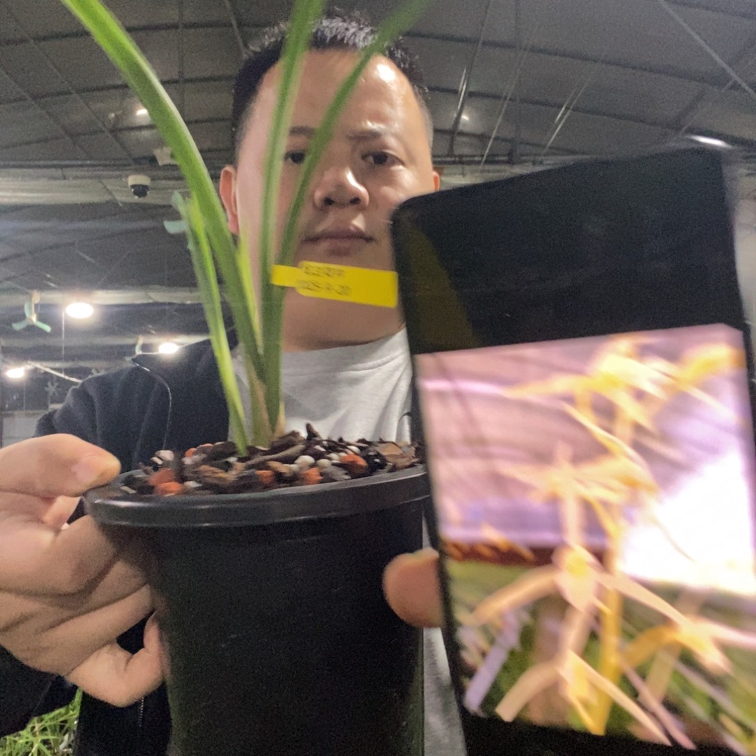 当前无花栽培后可以开花丰雪 29