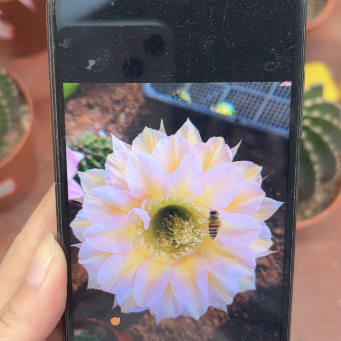 金刚1号8公分左右