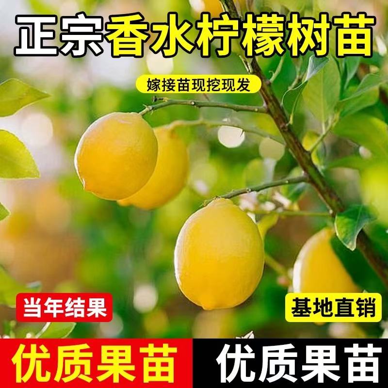 四季结果香水柠檬树苗盆栽地栽无籽柠檬苗庭院种植当年结果甜柠檬