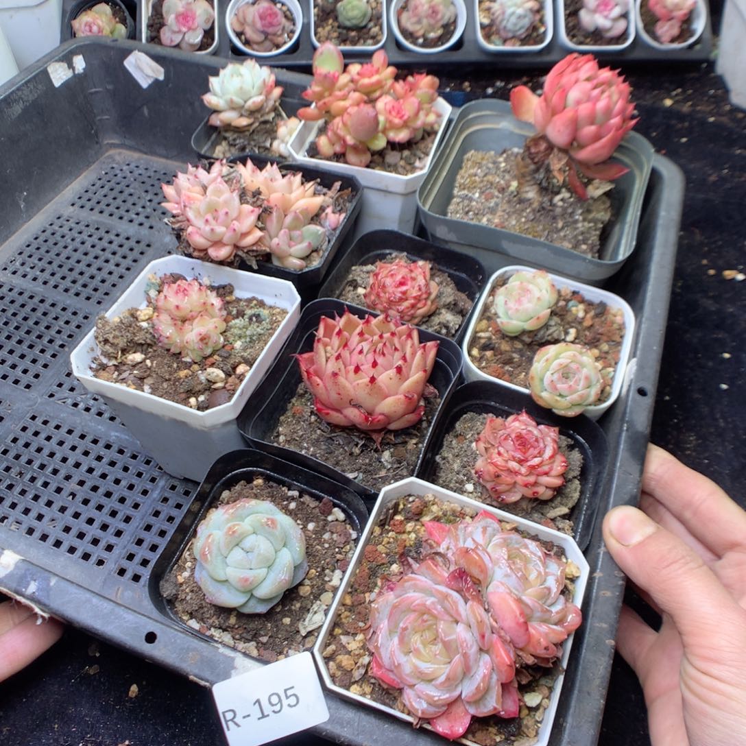 无花朵R19 5。 yyyyyyyyy