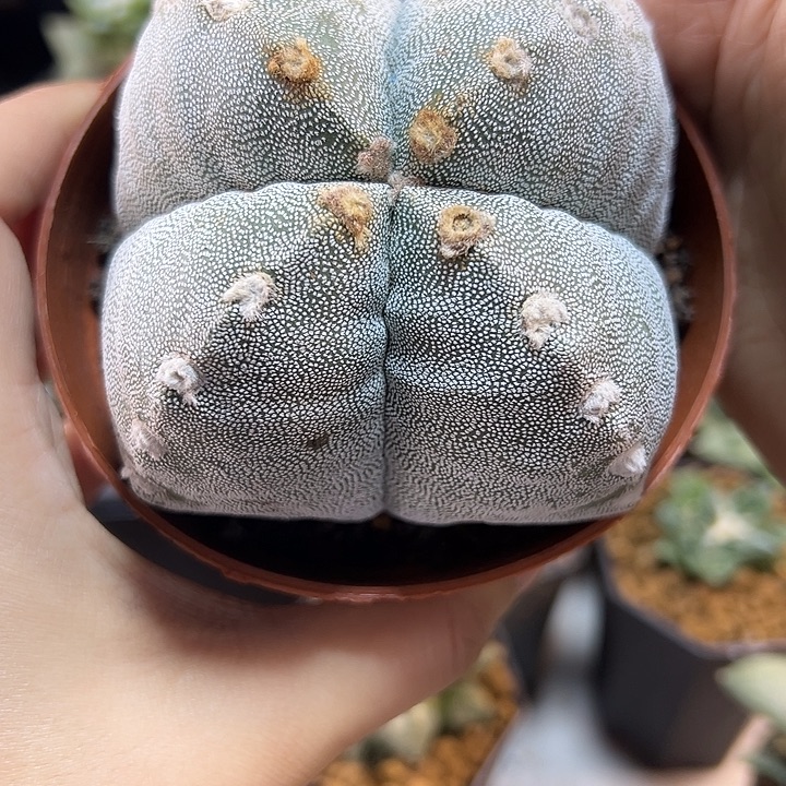 100号自根4角鸾凤玉9.6公分