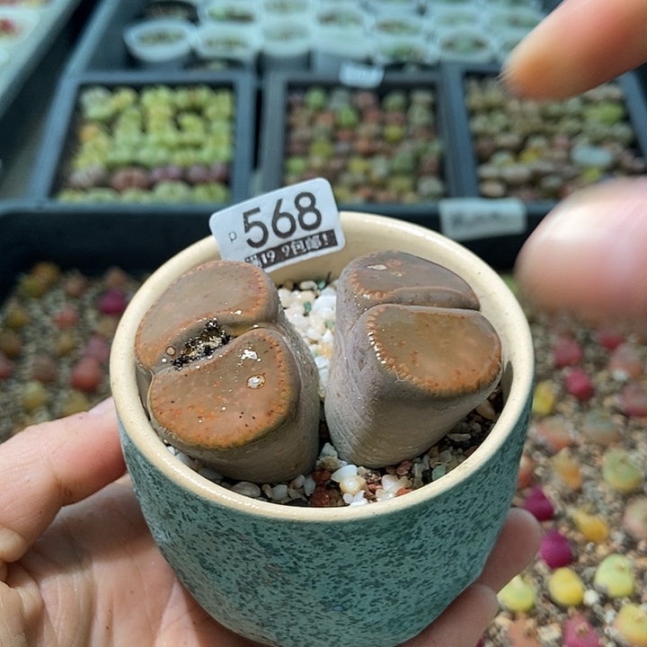 大舅生石花肉锥多肉568