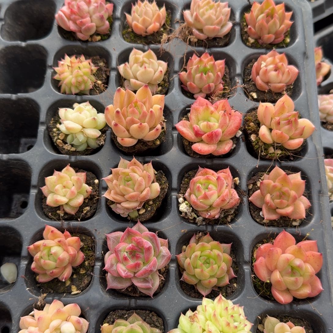 19-51左八麦秆二十四颗带穴盘发货liangpai